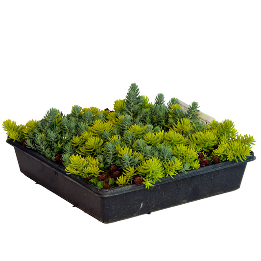 Sedum Ground Cover Tile